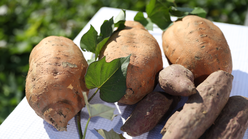 Sweet potatoes originate from South America. 